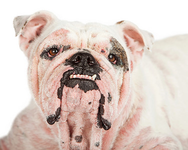 英国斗牛犬品种狗患有严重的蠕形螨病高清图片