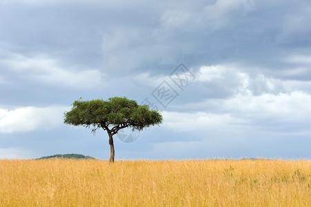 非洲一棵树的美丽风景图片