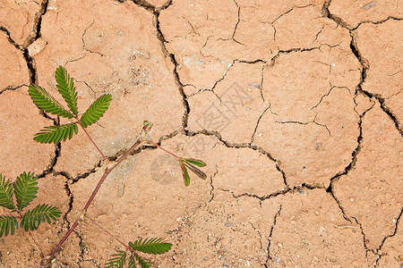 植物在干裂的土地上长大图片