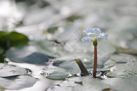 一座水工厂花朵的图像图片