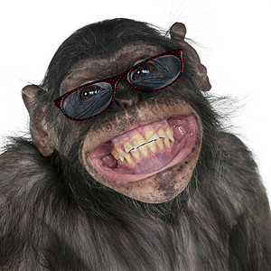 黑猩和波诺博笑着的混血猴子近距图片