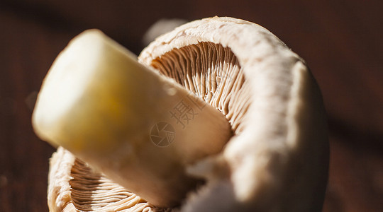 近距离的玉米蘑菇底部看到图片