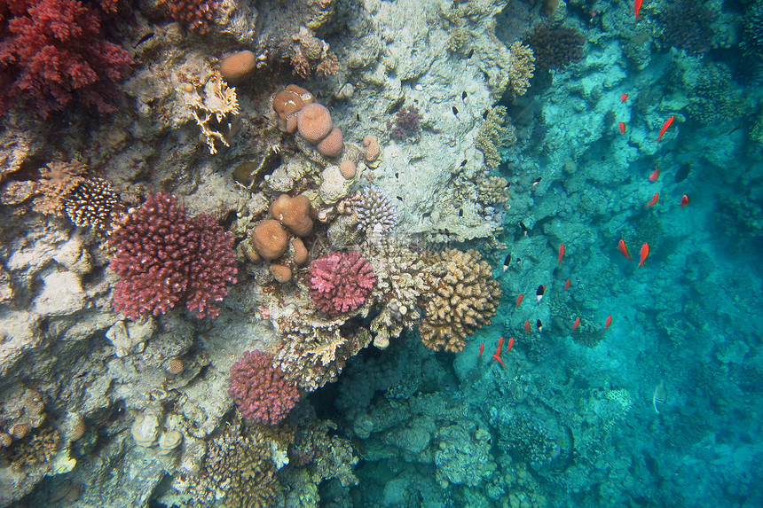 五颜六色的珊瑚和许多五颜六色的小鱼图片