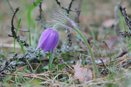 春天的紫色花白头翁属植物关闭图片
