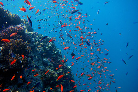 红海有很多有珊瑚的图片