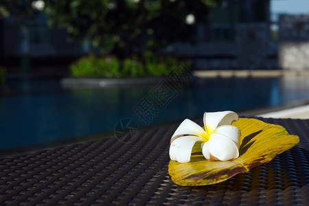 游泳池附近有大叶子的白鸡蛋花背景图片