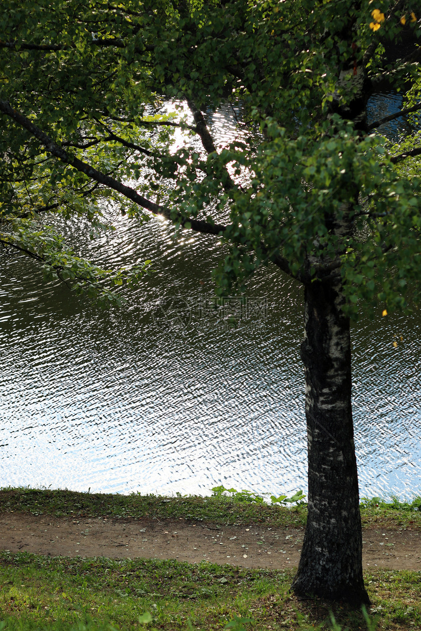 穿过公园树木的水池图片
