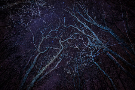 森林舒适的火和蓝夜空树图片