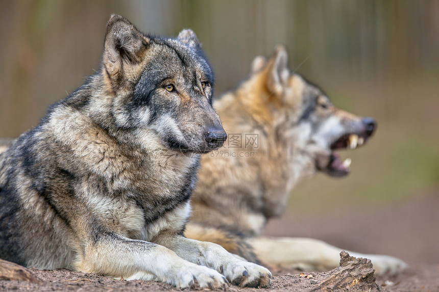 欧亚灰狼Canislupuslupus是犬属中最专业的成员图片