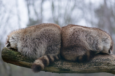 两只睡得很近的浣熊背景图片