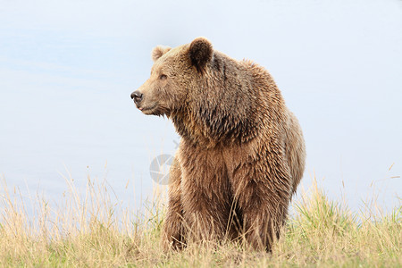 棕熊在大自然中的肖像图片