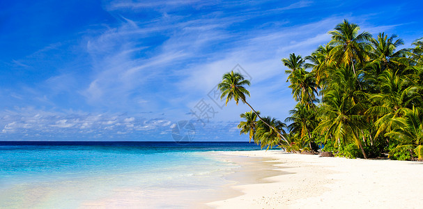 有棕榈树的热带沙滩全景图片
