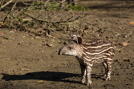 濒危南美龙虾TapirusTerrestri图片