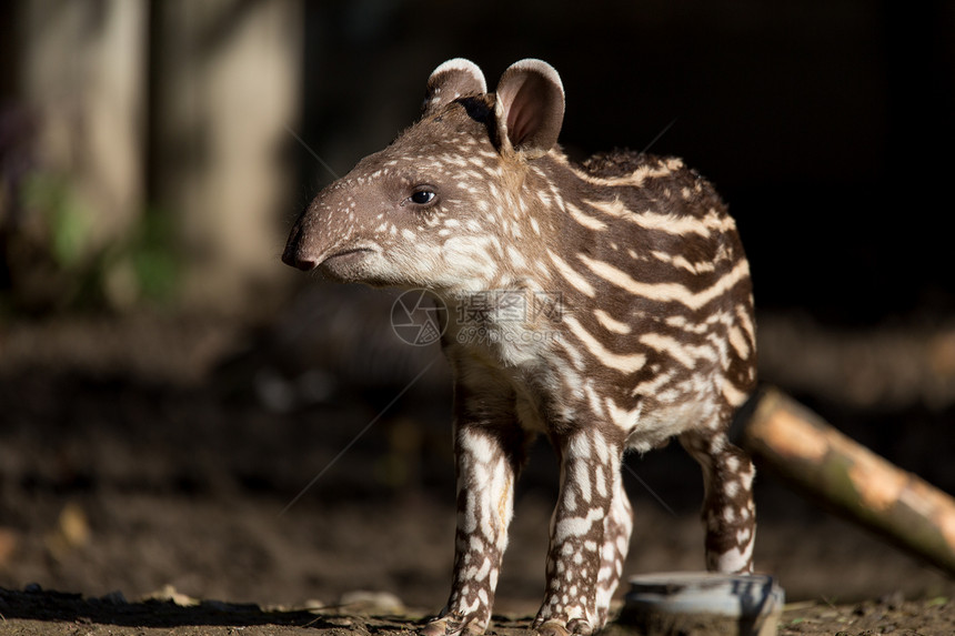 濒危南美龙虾TapirusTerrestri图片