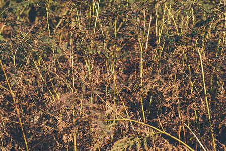 秋天死蕨类植物的特写镜头图片