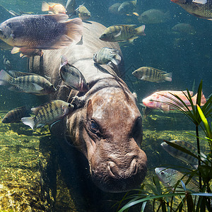 动物园水下侏儒河马图片