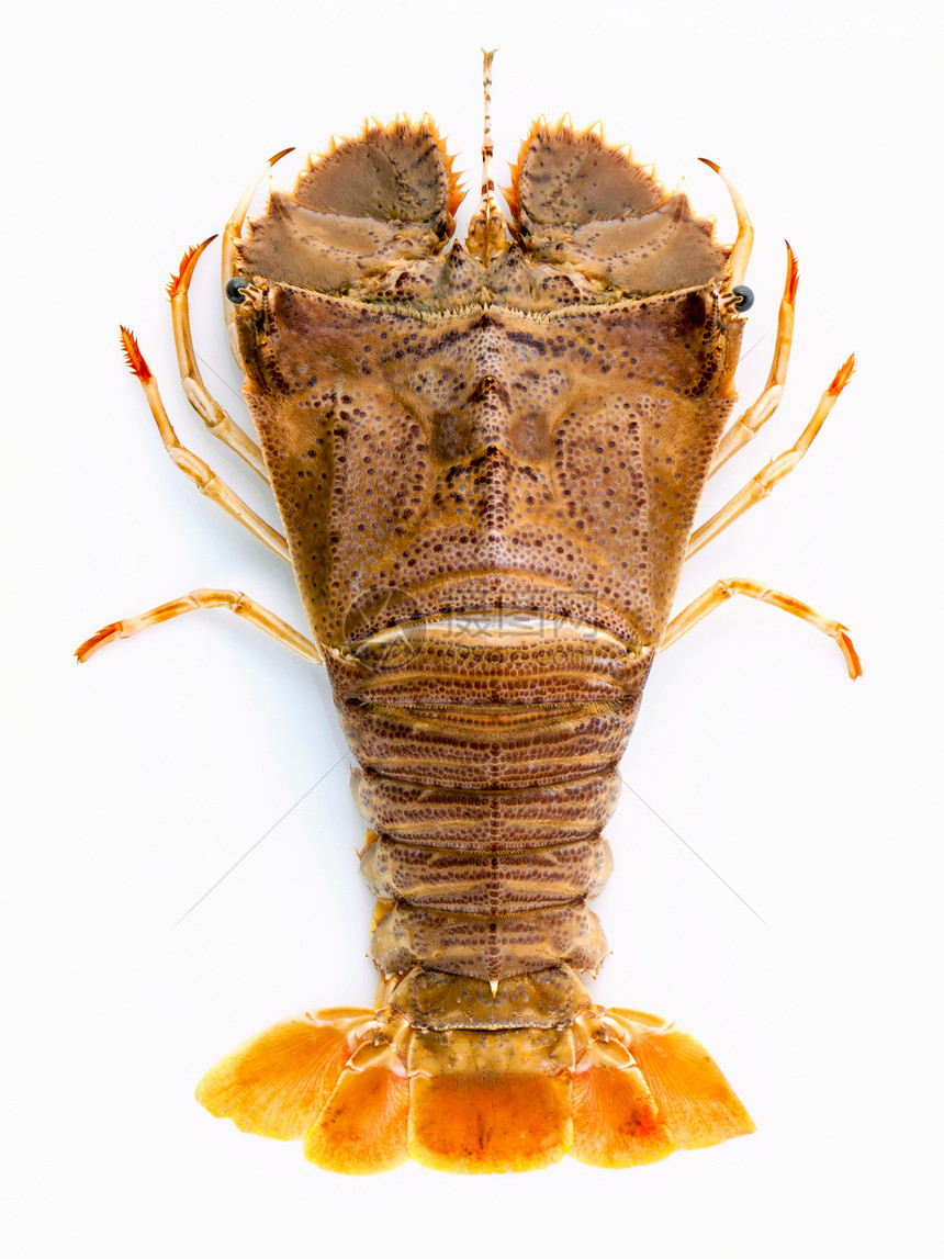 白龙虾龙虾莫雷顿湾虫东方扁龙虾以图片