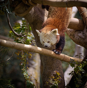 红熊猫爬树图片