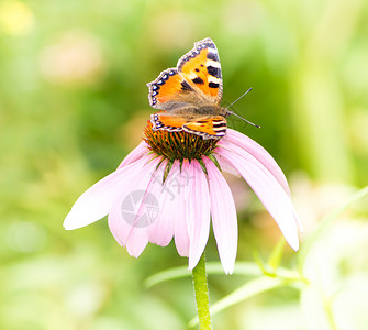 紫锥菊粉红色花朵上的小玳瑁蝴蝶图片