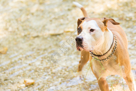 棕色和白色的美国塔福德郡野狗穿着项圈在浅图片