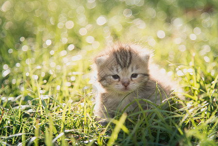 可爱的美国短毛小猫在阳光下图片