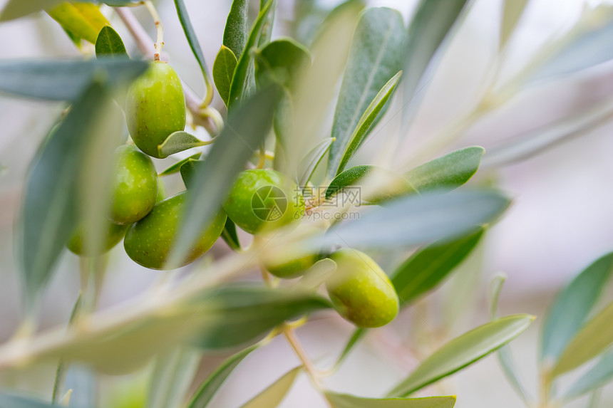 橄榄树枝与成熟的橄榄图片