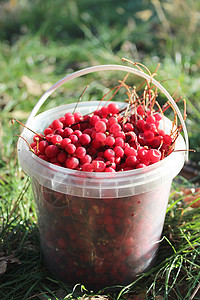 桶中五味子的红色和成熟浆果图片