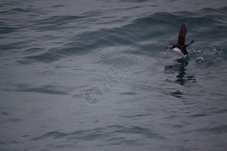 海雀在海洋冰岛捉住小鱼图片