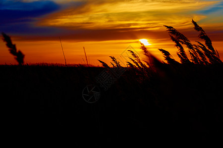 草原上的日落日落背景上的草茎剪影图片