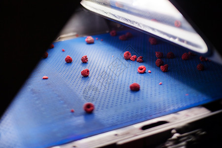 激光分选加工机中的冷冻红树莓图片