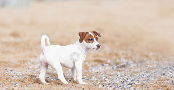 JackRussellTerrier小狗图片