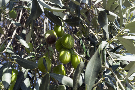 爱琴海地区橄榄树枝在自然环图片