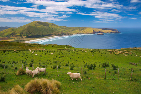 新西兰奥塔哥半岛Wicklif图片