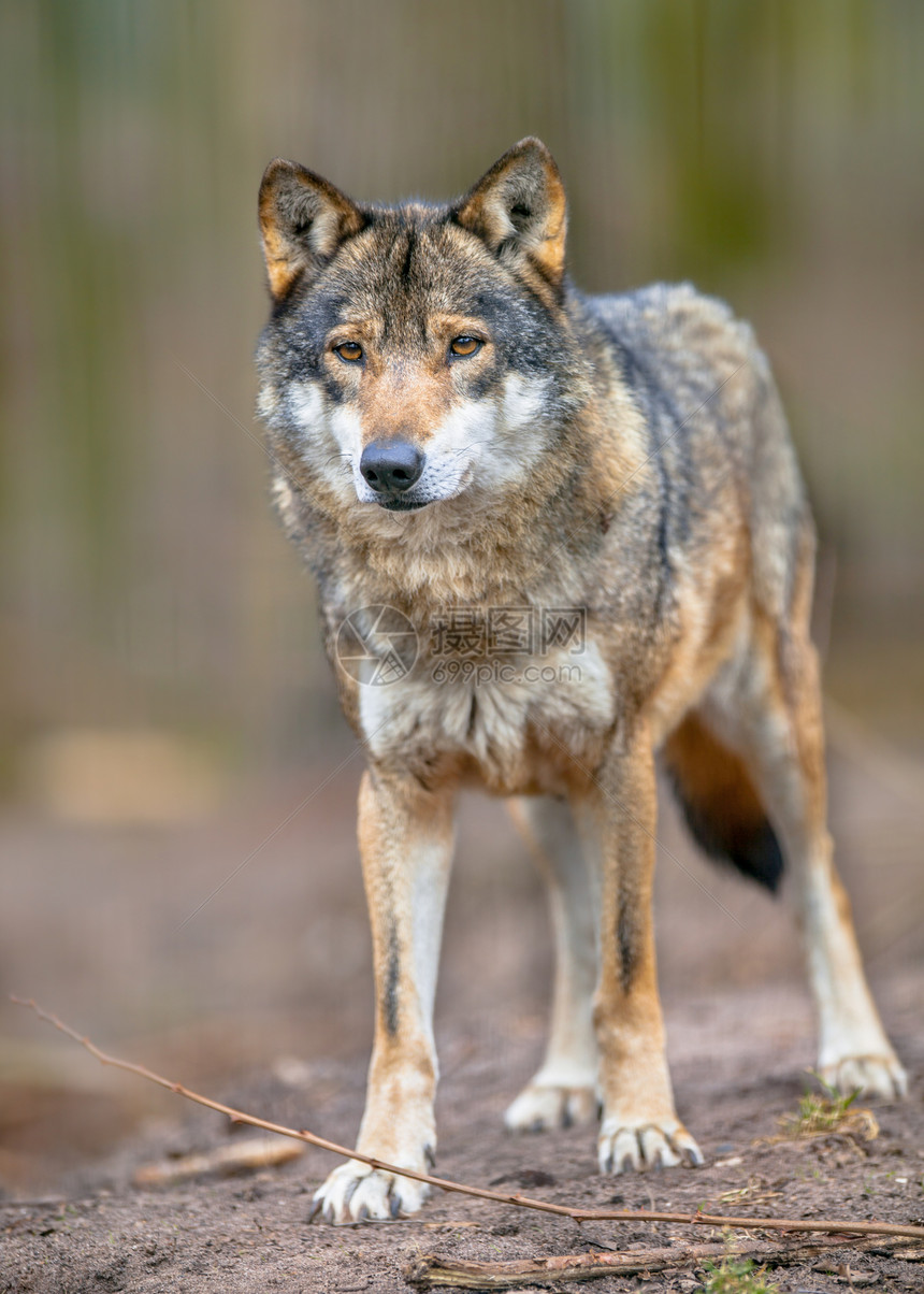 灰狼Canislupuslupus是犬属中最专业的成员图片