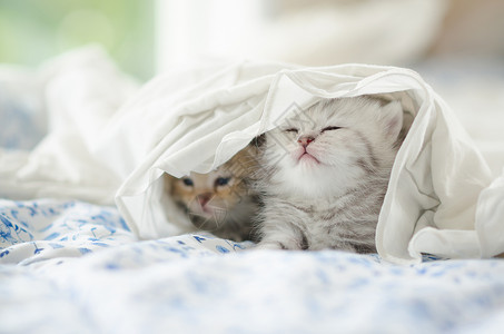 可爱的虎斑小猫在白毯下玩耍图片