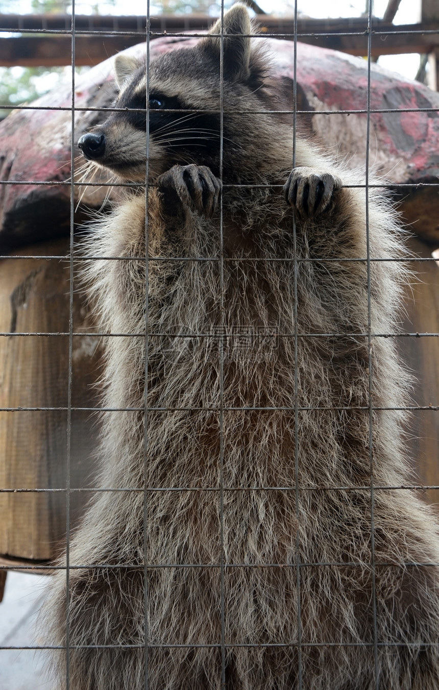 动物园里可爱又有趣的浣熊图片