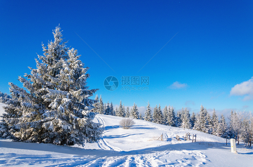 许多雪和树木覆盖着积雪图片