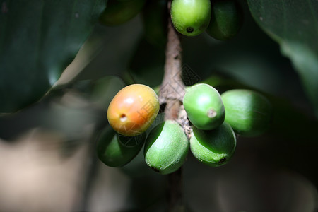 绿咖啡豆在埃塞俄比亚图片