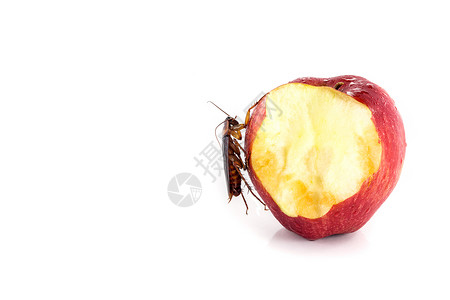 红苹果上吃蟑螂以蟑螂为重点图片