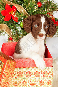 英国SpringerSpaniel小狗在圣诞图片