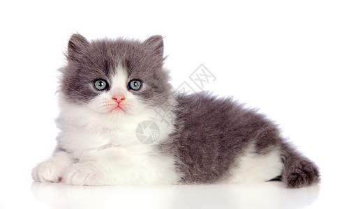 美丽的灰色波斯猫躺在地上背景图片