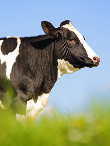牧场上的单头荷斯坦奶牛图片