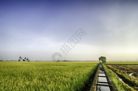 清晨黄稻田美景稻田灌溉用混凝土水渠和中间单树背景图片