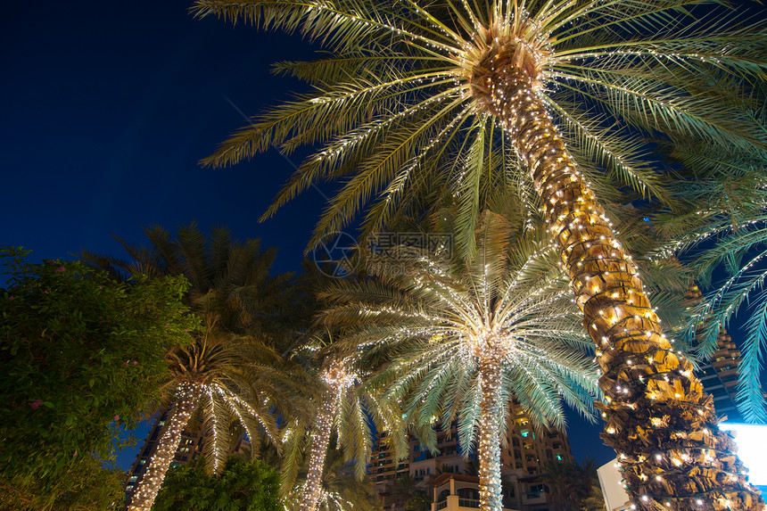 圣诞装饰背景棕榈树图片