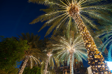 圣诞装饰背景棕榈树图片