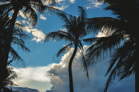 在蓝天的棕榈剪影与白云图片