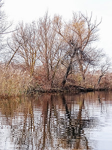 景观与河流河岸上光秃的树木倒映在水中一排树倒映在水中图片