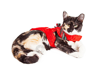 CuteCalico养猫穿着红色圣诞礼服身着白图片