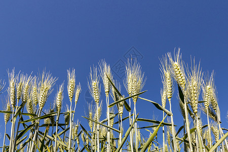 调和结构中的绿色玉米田格局背景图片