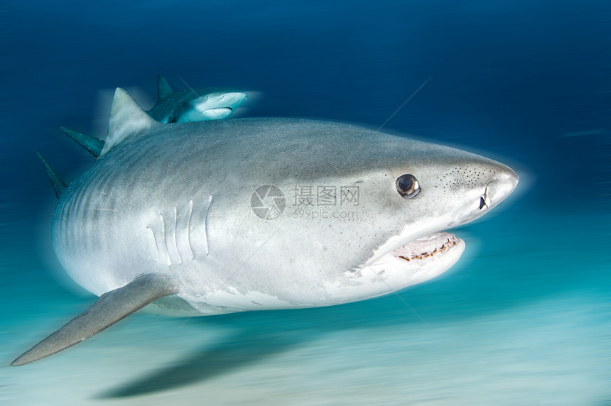 照片显示在巴哈马潜水时一只老虎鲨鱼在图片